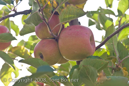 Cluster of pink lady apples