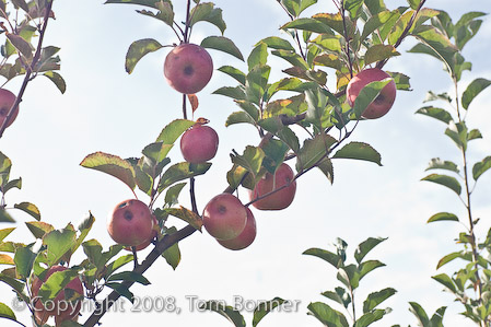 Apple bearing Pink lady branches, silhouetted against the sky 