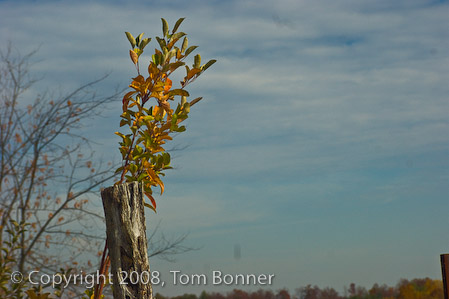 Single branch attempts to hold its leaves despite fall tempertures