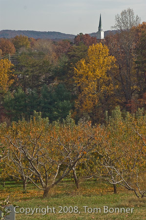 Orchard gives way to forest, with a chruch steeple and South Moutain in the background