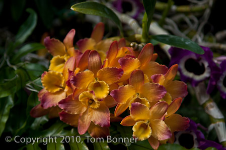 1/250 sec at f / 4.0