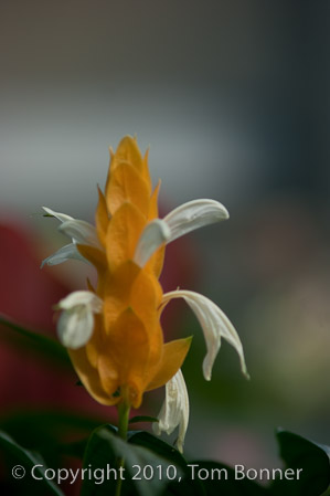 1/250 sec at f / 4.0